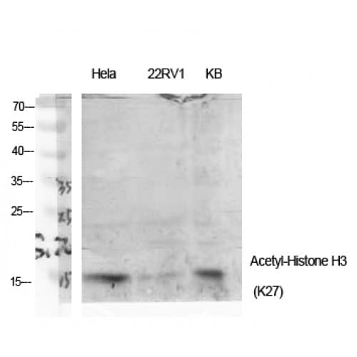 Histone H3 Antibody (10-90 aa)
