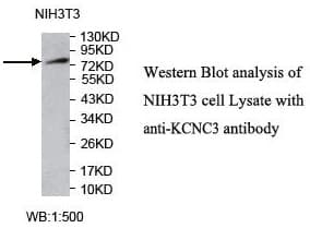 Polyclonal Rabbit anti-Human KCNC3 / Kv3.3 Antibody (C-Terminus, WB)