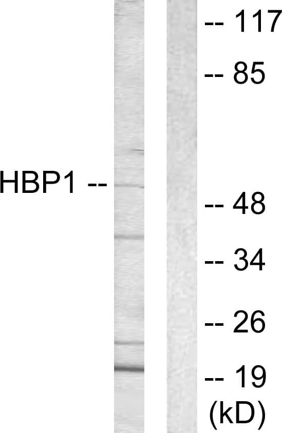 HBP1 Antibody (aa431-480)