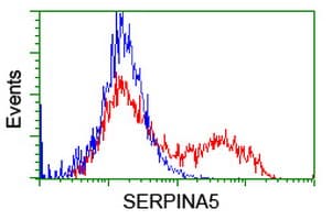 Monoclonal Mouse anti-Human SERPINA5 / PCI Antibody (clone OTI2D12, Carrier-free, IF, WB)