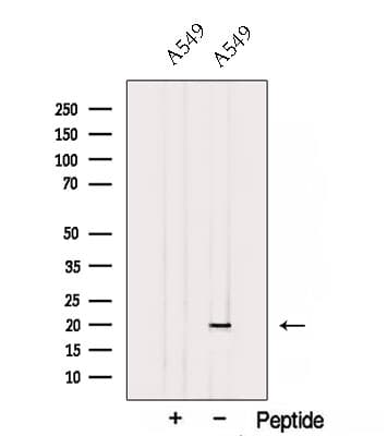 SUB1 Antibody