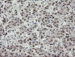 TLE1 / TLE 1 Antibody (aa180-460, clone OTI1H2, Carrier-free)