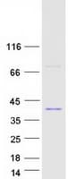 Human USF1 / USF Protein (Recombinant Myc-DDK (Flag))