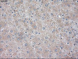 NTF3 / Neurotrophin 3 Antibody (clone OTI3D4)