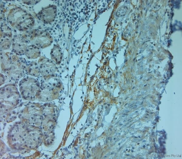 TJP2 / ZO2 / ZO-2 Antibody (aa740-790)