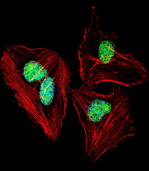 IHC-plus™ NFIA / Nuclear Factor 1 Antibody (aa470-498)