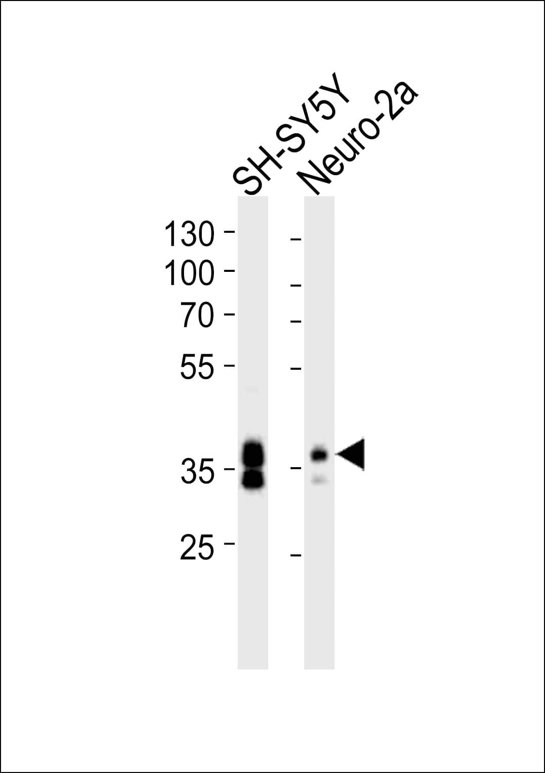 MSI1 / Musashi 1 Antibody (aa81-113)