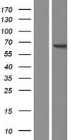 PDZD3 Protein (Over-Expression Lysate Myc-DDK (Flag))