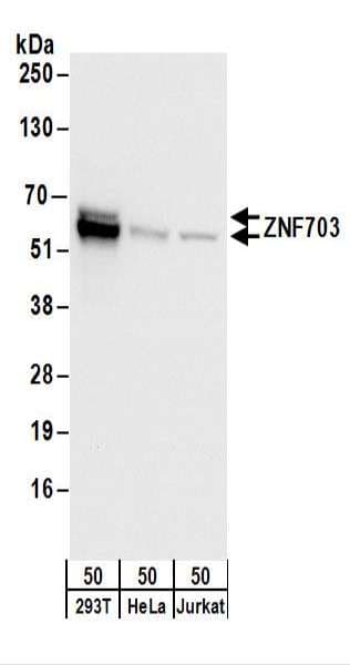 ZNF703 Antibody (aa100-150)