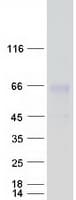 Human BSCL2 Protein (Recombinant Myc-DDK (Flag))