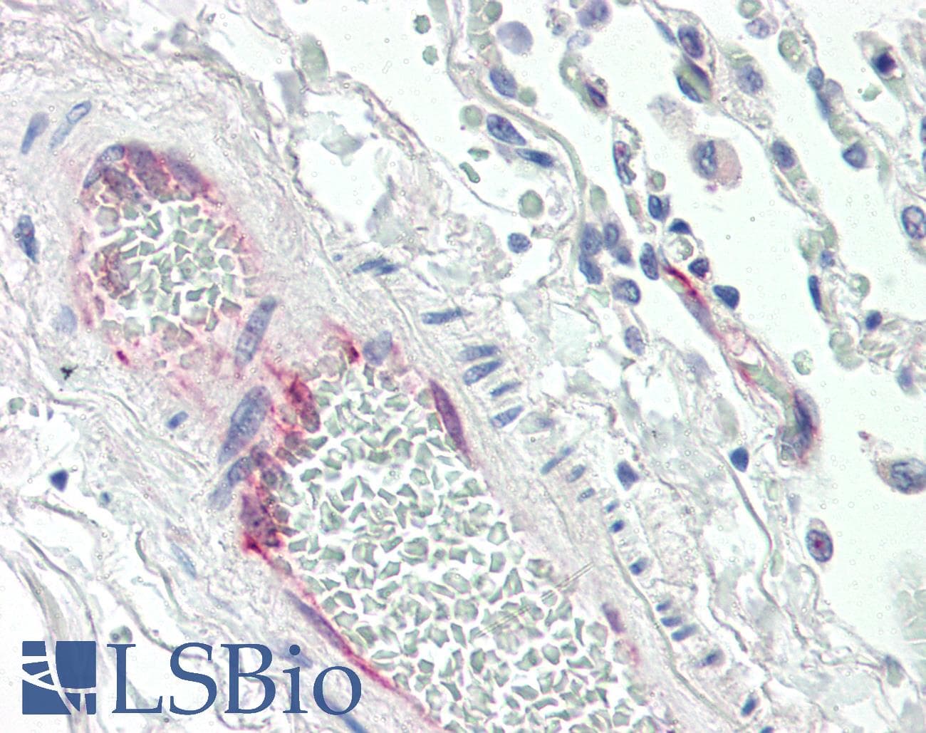 IHC-plus™ PGIS / PTGIS Antibody (aa475-490)