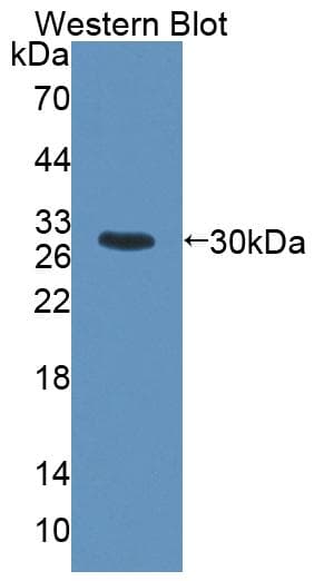 HMG20B / BRAF35 Antibody (APC)