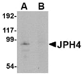 IHC-plus™ Polyclonal Rabbit anti-Human JPH4 Antibody (IHC, WB)