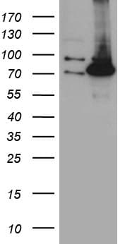PCCA Antibody (clone OTI1E9)