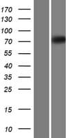 Human Eomesodermin / EOMES Protein (Over-Expression Lysate Myc-DDK (Flag))