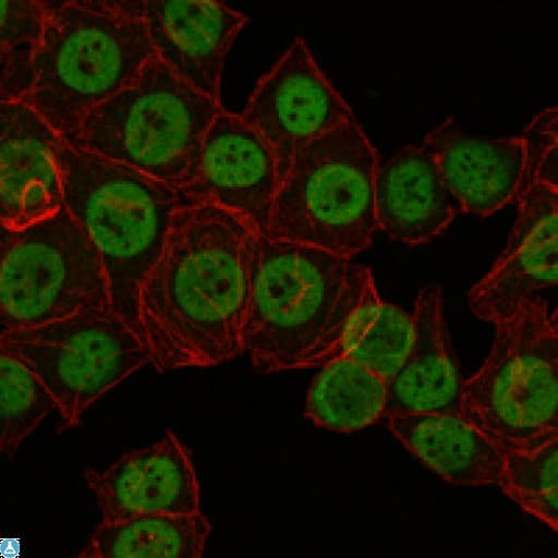 CRTC3 Antibody