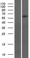 GBX1 Protein (Over-Expression Lysate Myc-DDK (Flag))