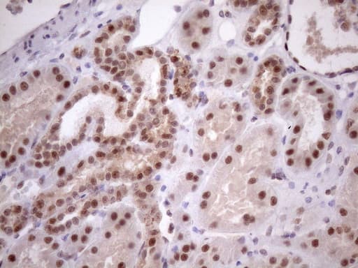 MED15 / ARC105 Antibody (aa393-679, clone OTI3F1)