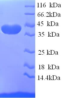 Human ELAVL2 / HUB Protein (Recombinant His)