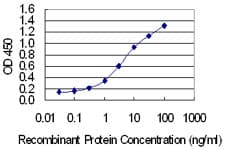Monoclonal Mouse anti-Human UGT2B7 Antibody (clone 8D12, WB)
