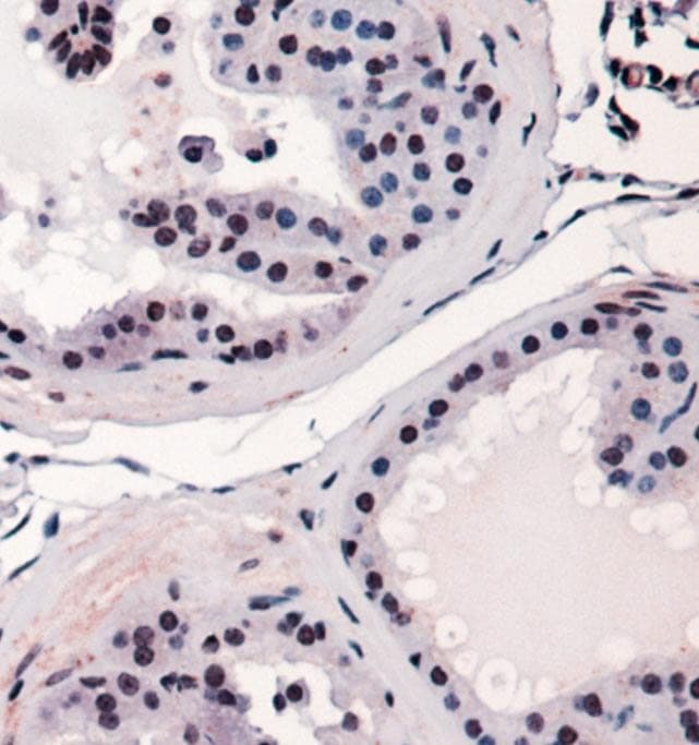 CBFA1 / RUNX2 Antibody (Biotin)