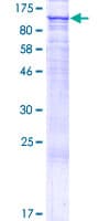 Human FAM40B Protein (Recombinant GST)