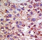 Polyclonal Rabbit anti-Human USP11 Antibody (aa279-308, IHC, WB)