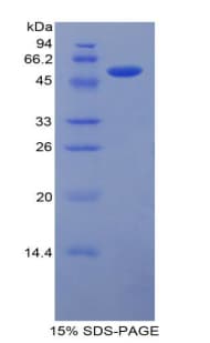 Mouse LAMB1 / Laminin Beta 1 Protein (Recombinant His-GST)