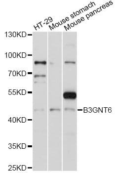 B3GNT6 Antibody