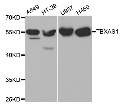 IHC-plus™ TS / Thromboxane Synthase Antibody