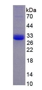 Human KLK9 / Kallikrein 9 Protein (Recombinant)