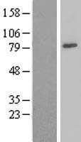 NDUFS1 Protein (Over-Expression Lysate Myc-DDK (Flag))