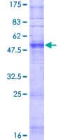 Human OR5A2 Protein (Recombinant GST)