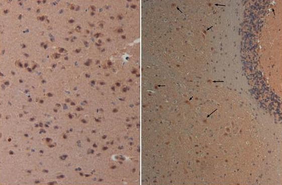 NES / Nestin Antibody