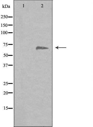 EIF3D Antibody