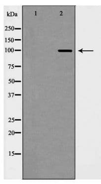 CDH2 / N Cadherin Antibody