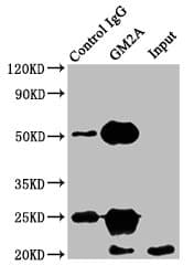 GM2A Antibody