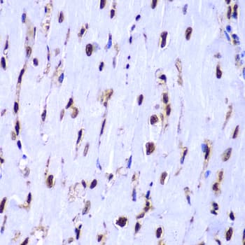 Polyclonal Rabbit anti-Human Histone H3 Antibody (IHC, IF, WB)