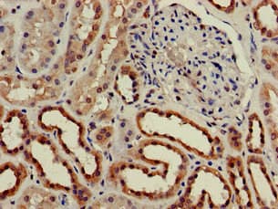 C25H / CH25H Antibody