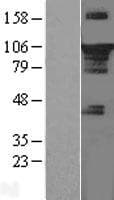 STAT3 Protein (Over-Expression Lysate Myc-DDK (Flag))