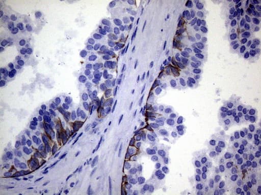 IKBKE / IKKI / IKKE Antibody (aa474-716, clone OTI3F10, Carrier-free)