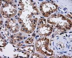 PAS Kinase / PASK Antibody (clone OTI8G9, Carrier-free)