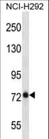 BMPER Antibody (aa156-185)