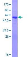 Human OTUB2 Protein (Recombinant GST)