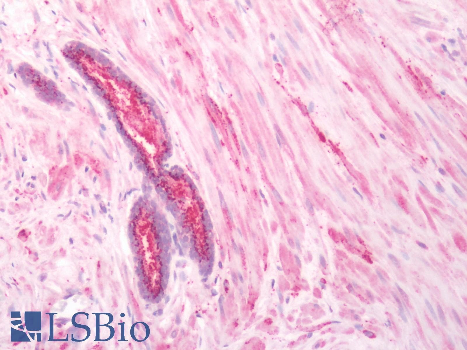 PathPlus™ ADRB3 Antibody (C-Terminus)