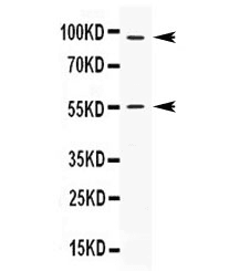 APCL / APC2 Antibody