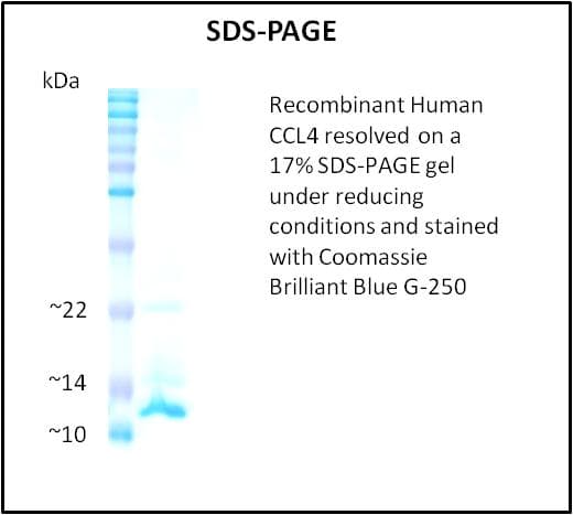 Human CCL4 / MIP-1 Beta Protein (Recombinant)