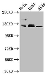 FBLN2 / Fibulin 2 Antibody