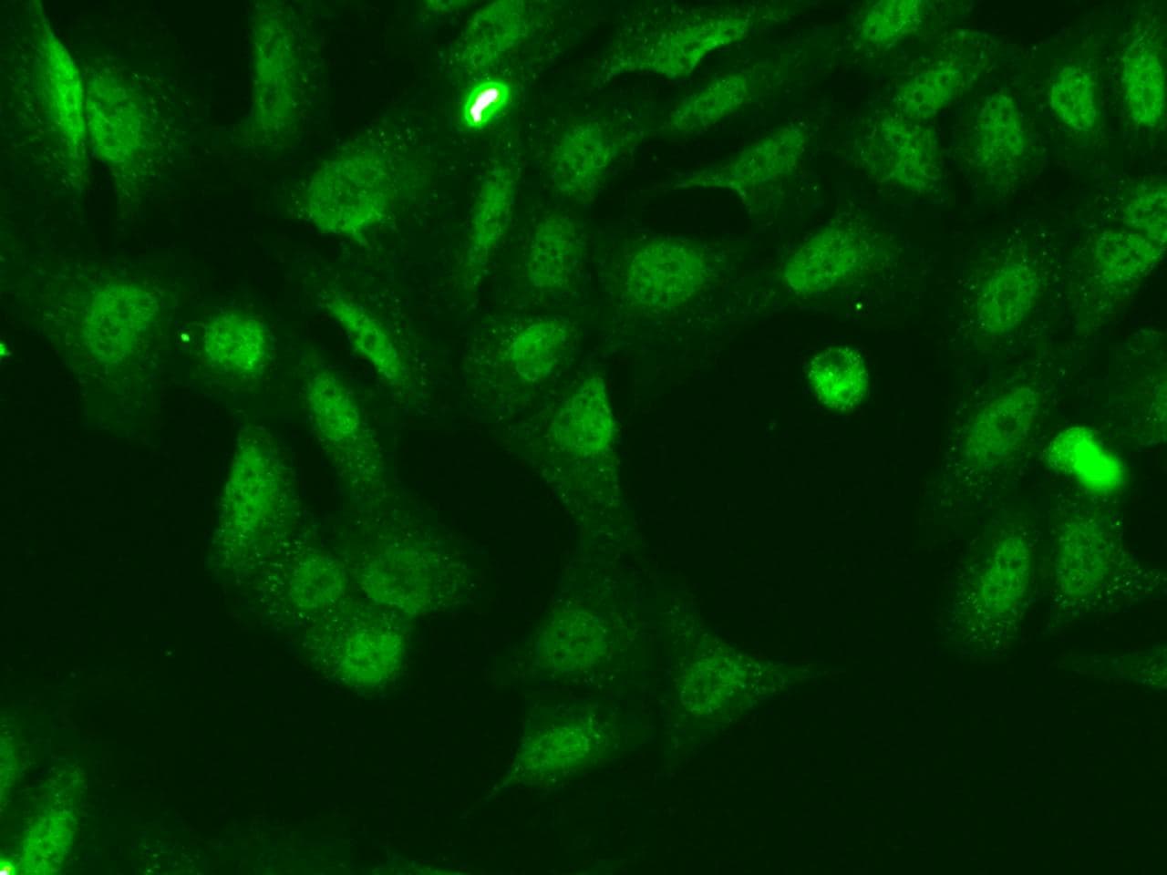 KANSL2 / C12orf41 Antibody