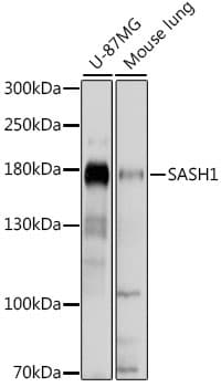 SASH1 Antibody